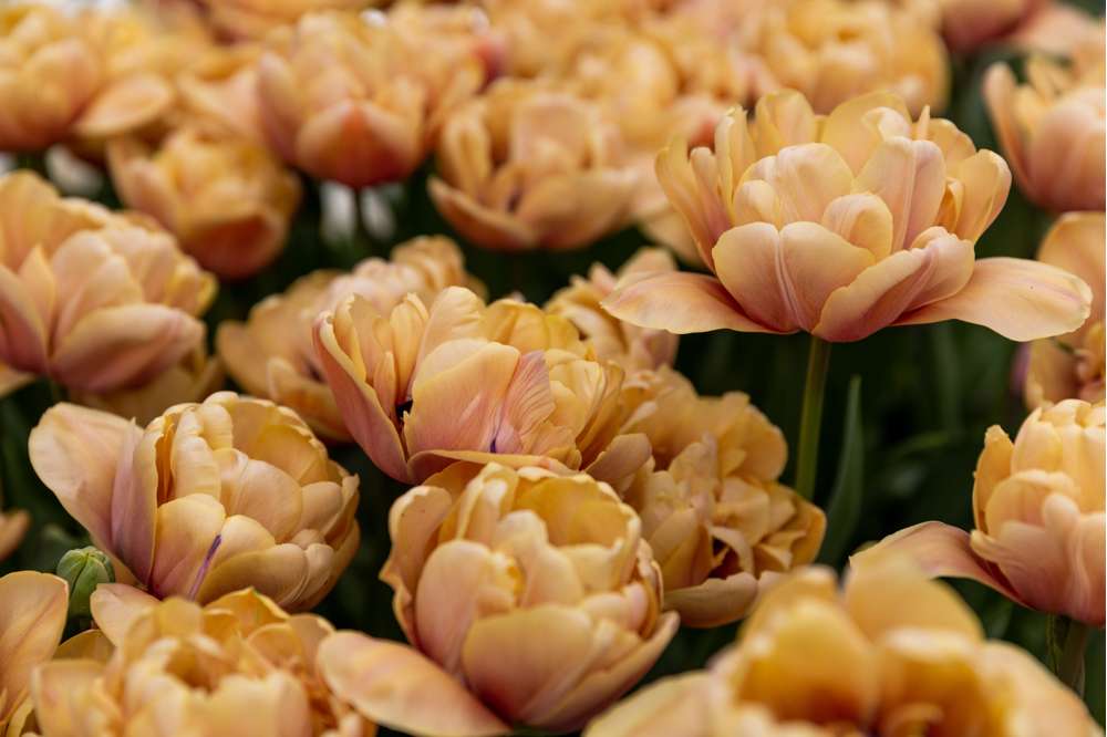 Tulipan 'La Belle Epoque'